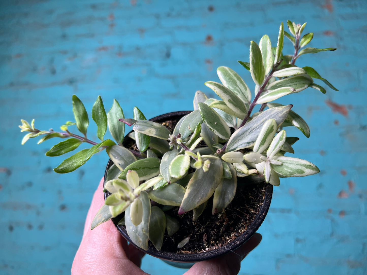 Lipstick Plant Bicolor 4”