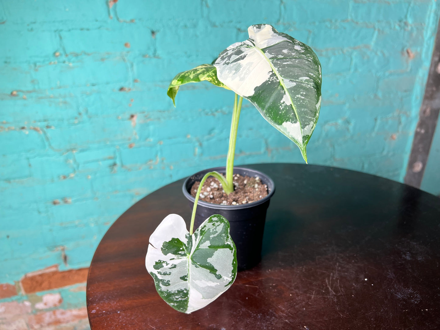 Alocasia Frydrek variegated 4”