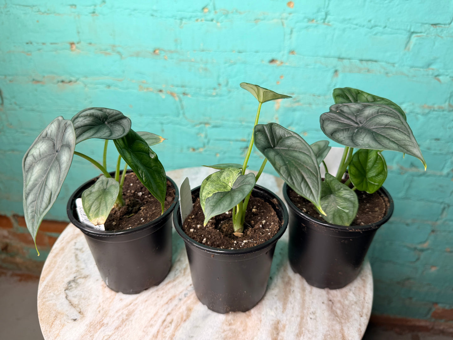 Alocasia Dragon Scale 4”