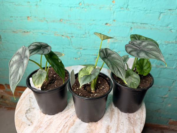 Alocasia Dragon Scale 4”