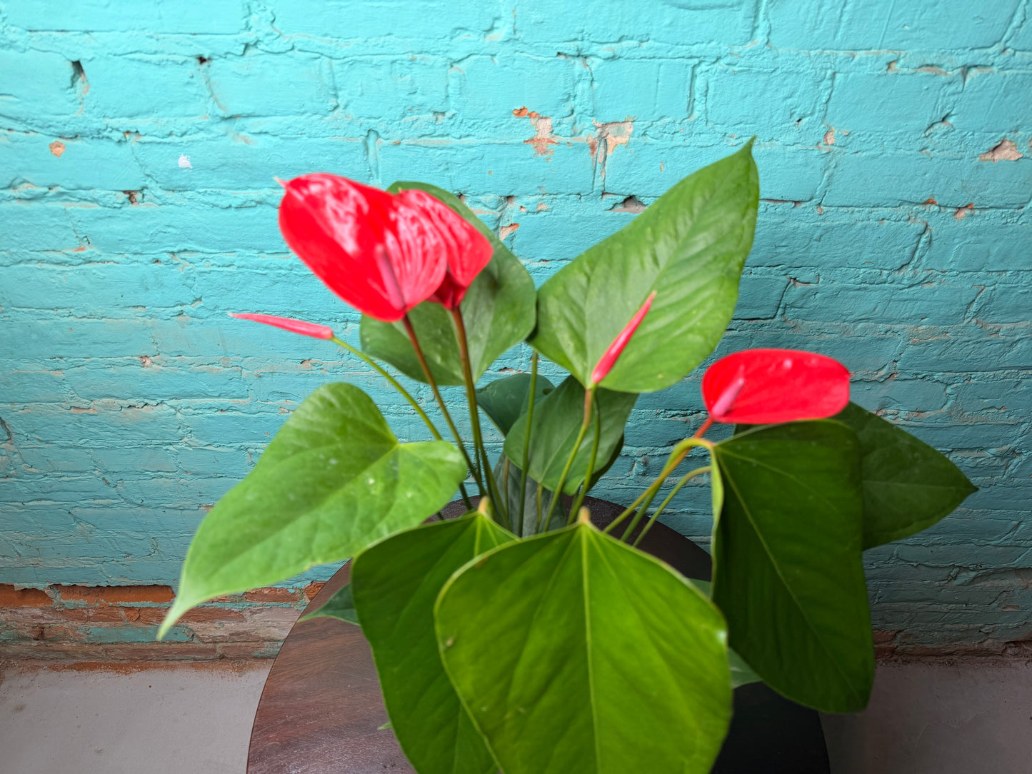 Anthurium Flamingo Flower 6” Red