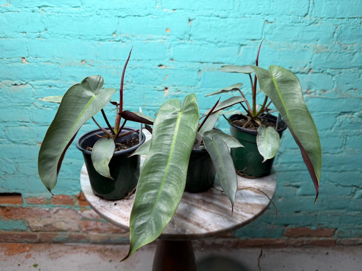 Philodendron atabapoense | Atabapo Philodendron 4”