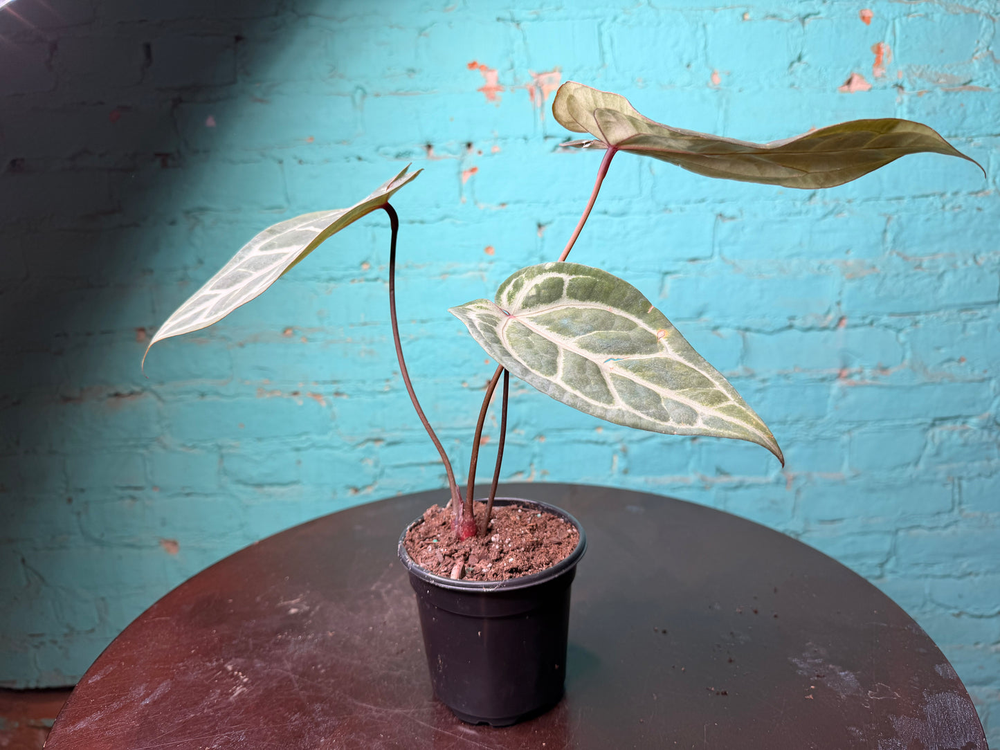 Anthurium Michelle x RVDF 4”