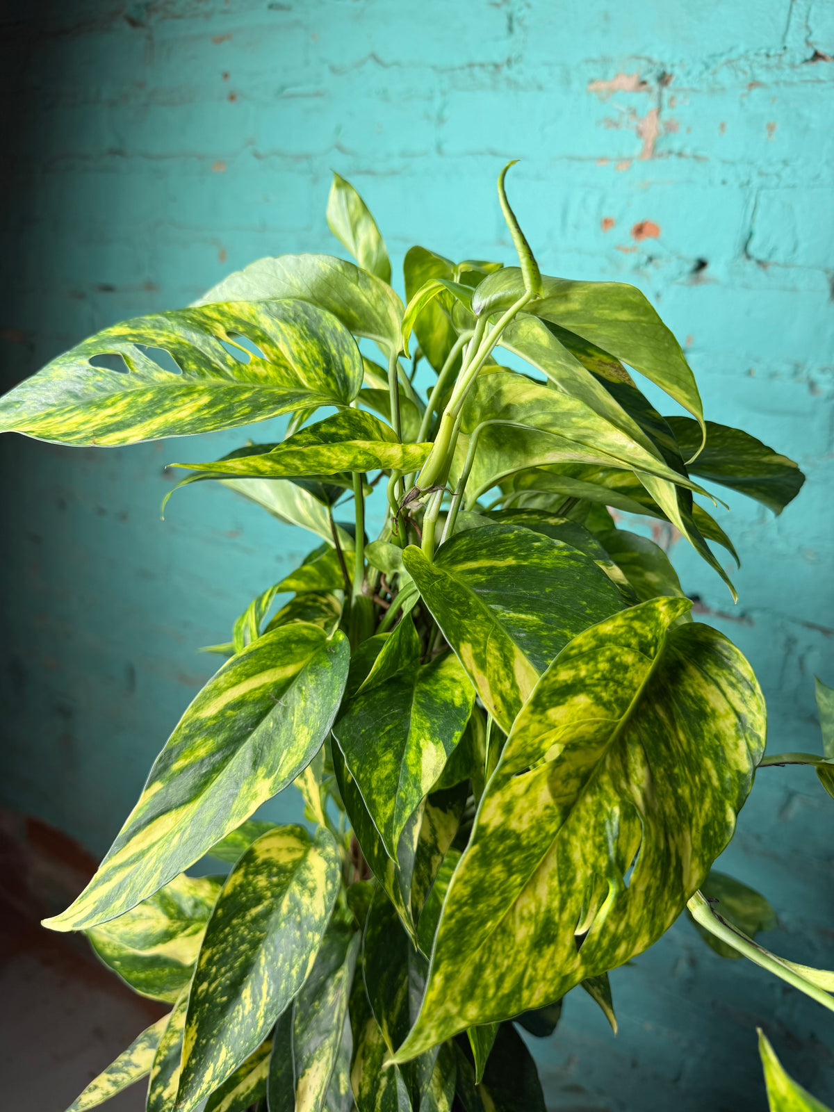 Epipremnum Pinnatum Yellow Flame 6” totem