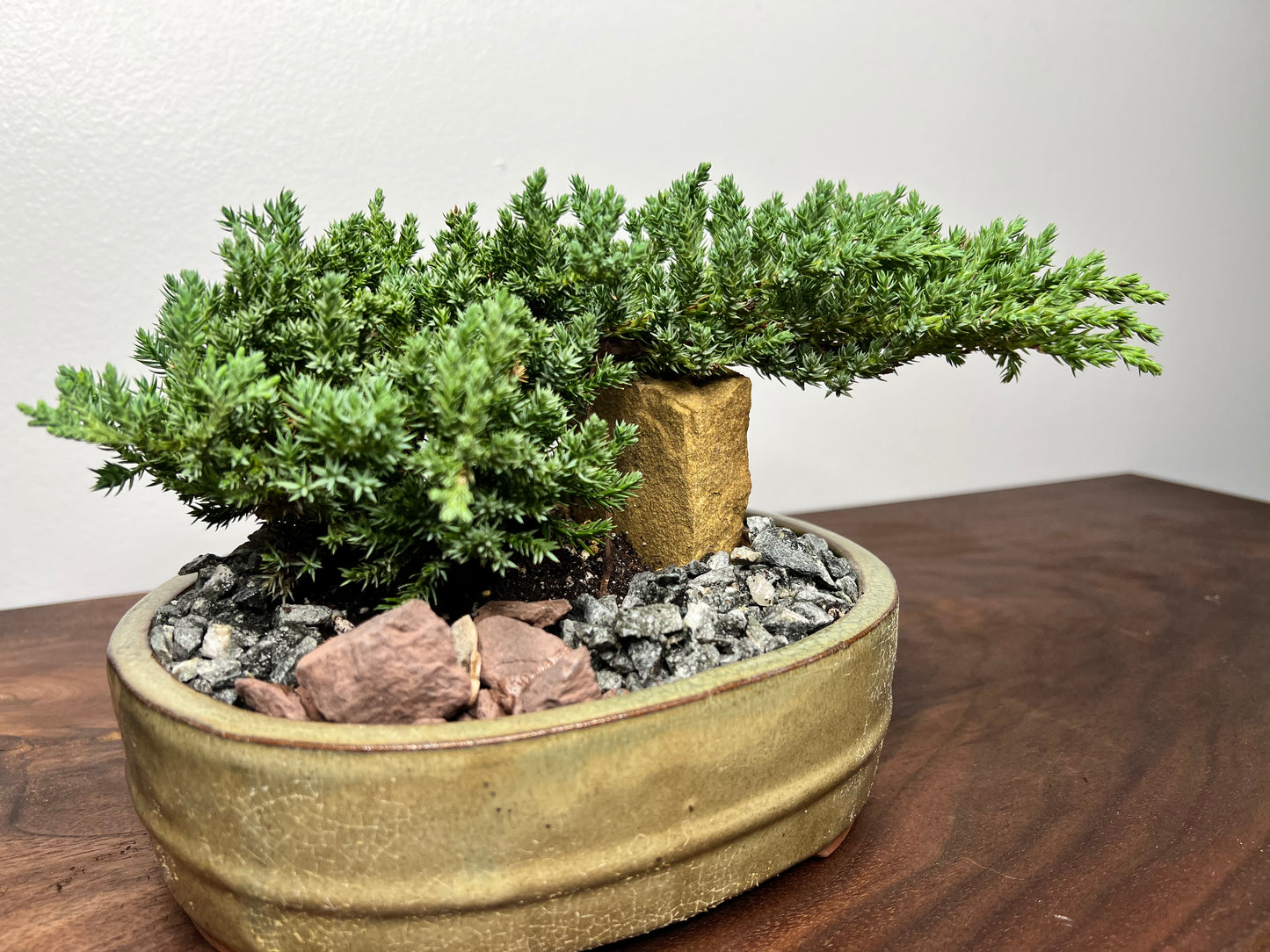 Bonsai tree 8” (3yr)