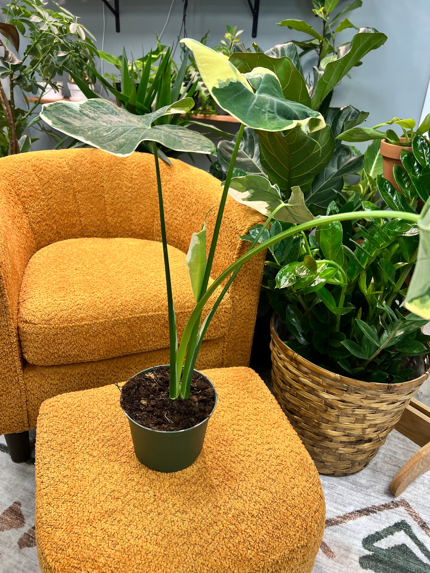 Alocasia-Mickey Mouse 6”