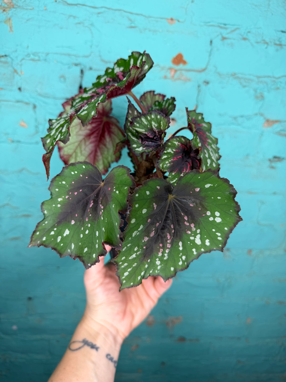 Begonia T-Rex ‘Painted’