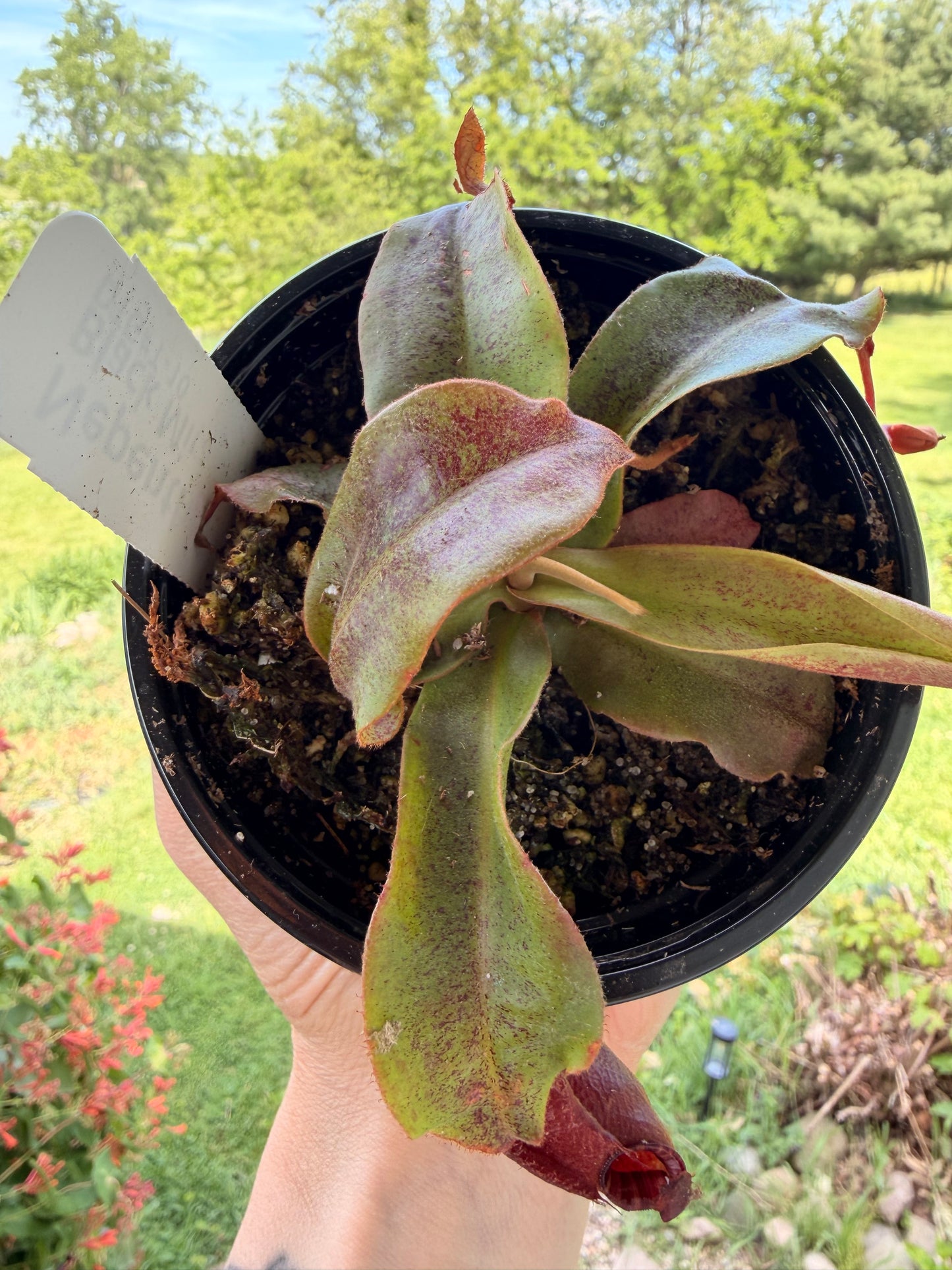 Nepenthes Pitcher Plant “Black Miracle “4”