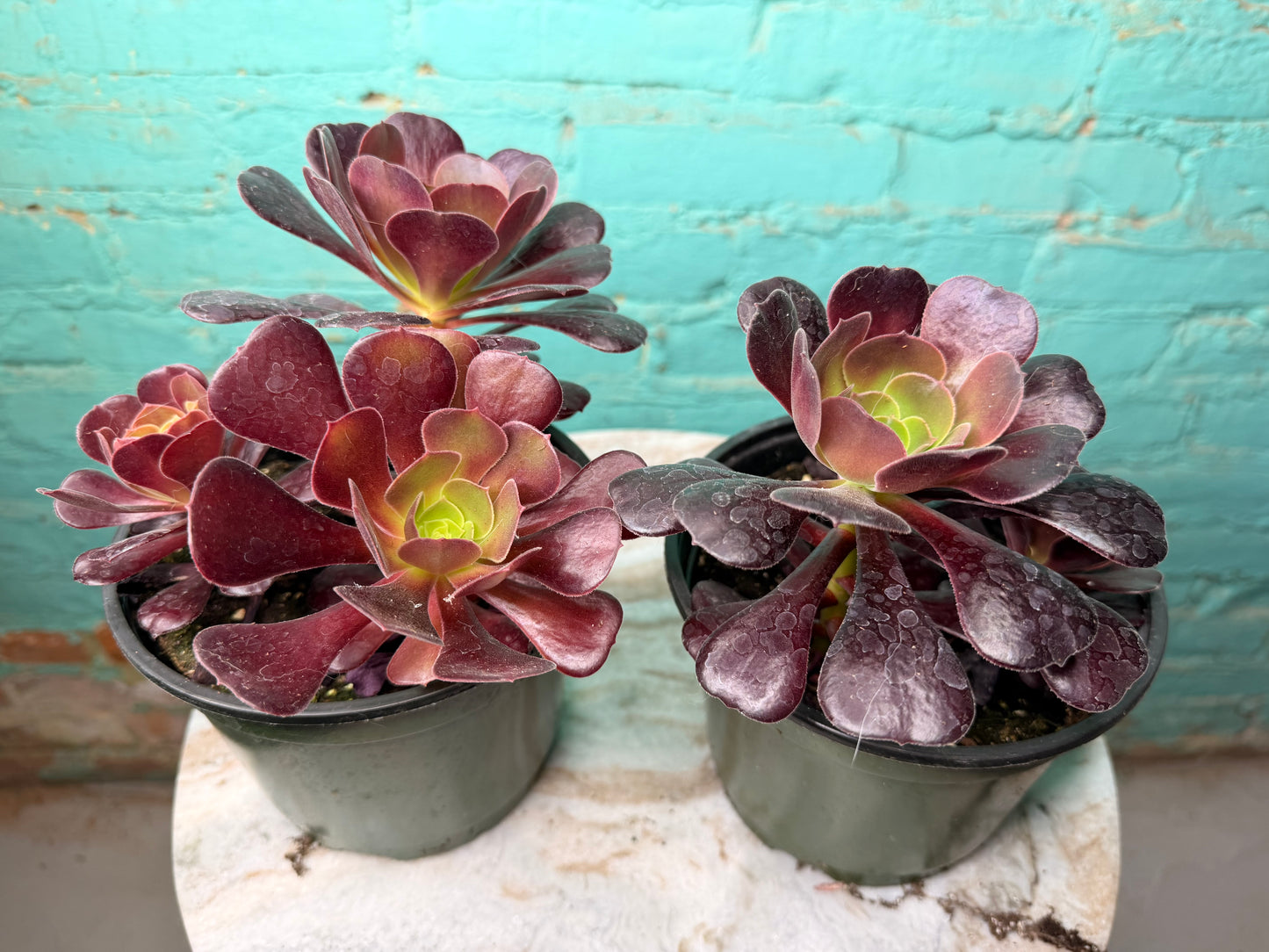 Aeonium Velour 6”