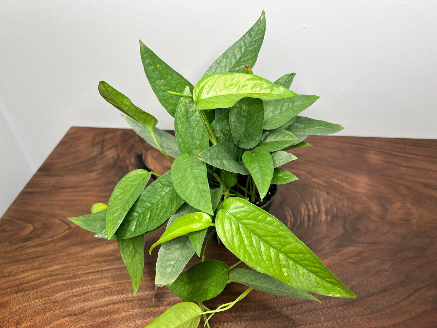 Cebu Blue Pothos 4”