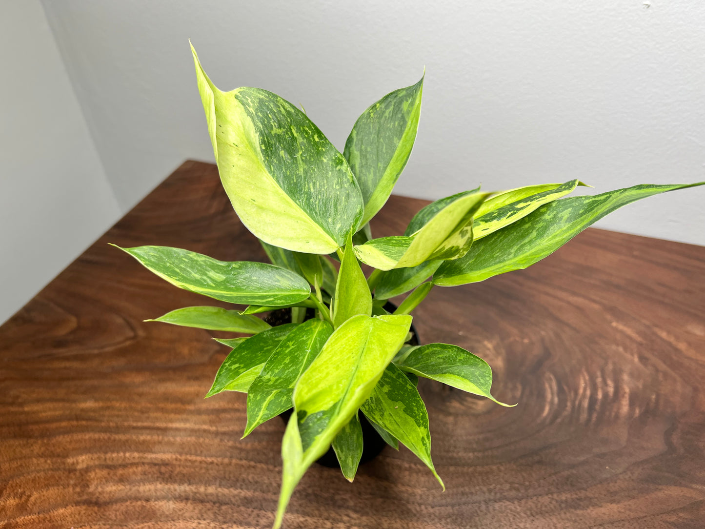 Philodendron Jose Buono Variegated