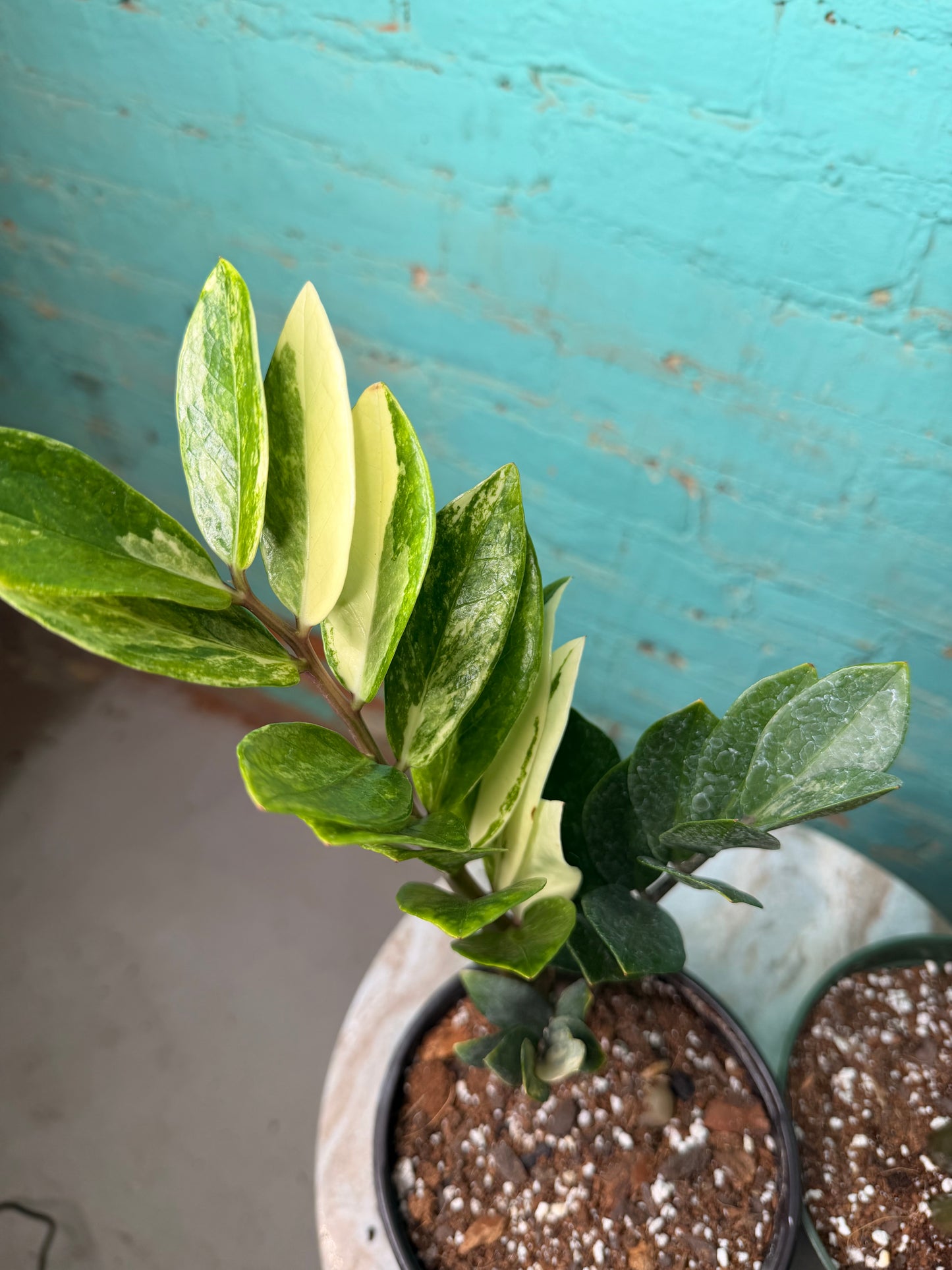 ZZ Plant Albo Variegated