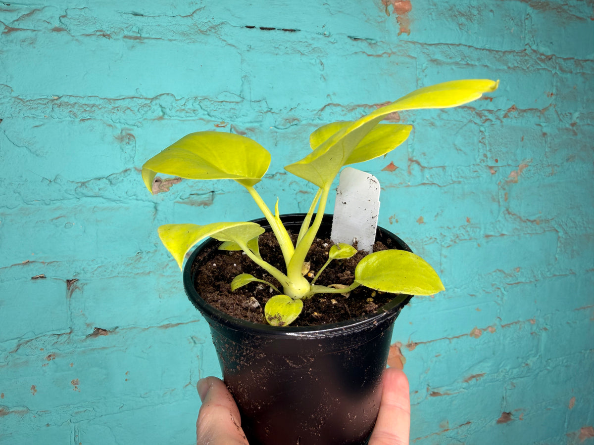 Philodendron Warszewiczii 4” ‘Snowflake Leaf’