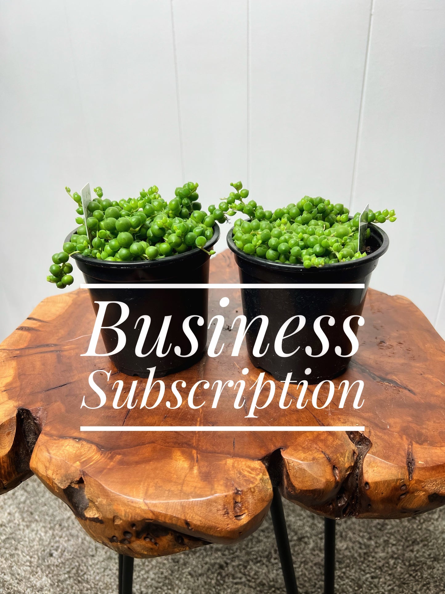 Plant Care Monthy Subscription