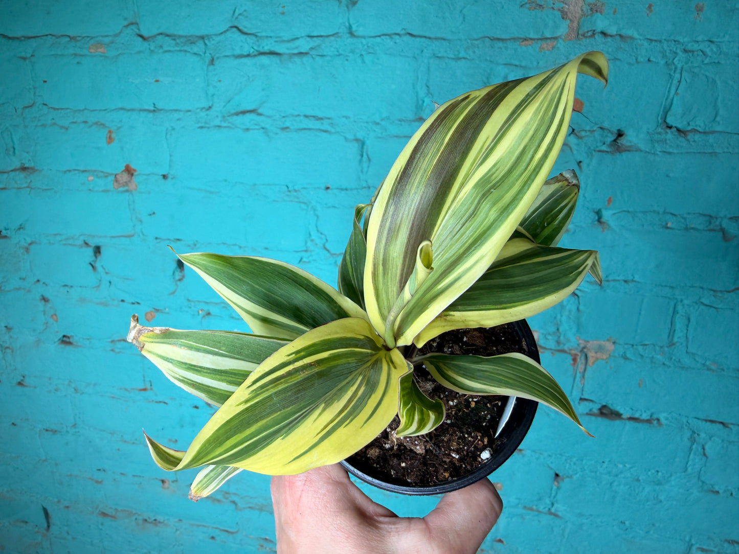 Cordyline Terminalis ‘Chocolate Queen' 4”