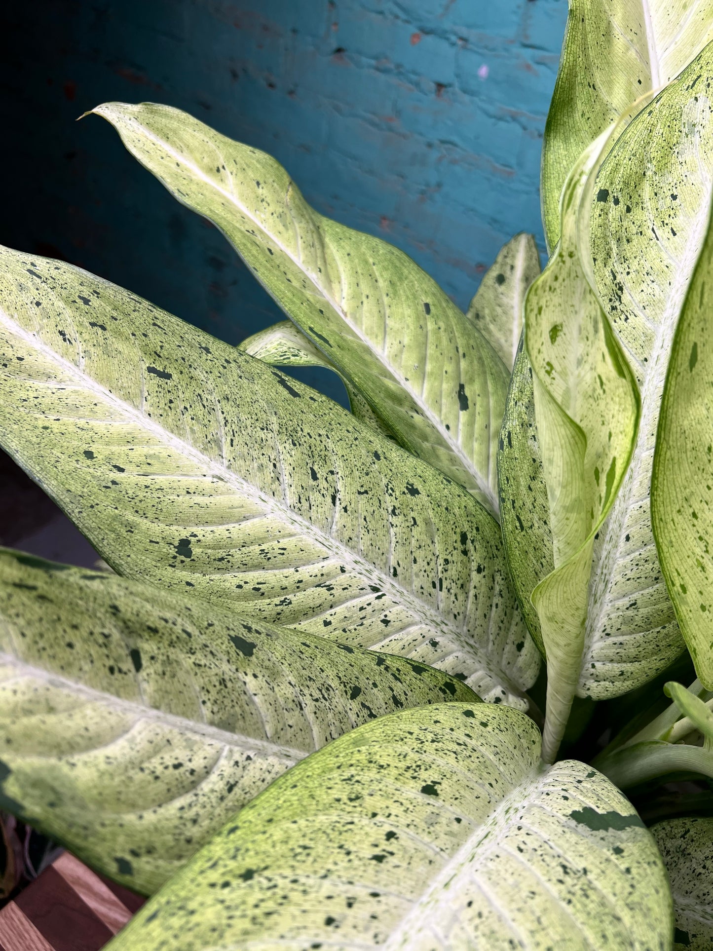 Dieffenbachia 8”