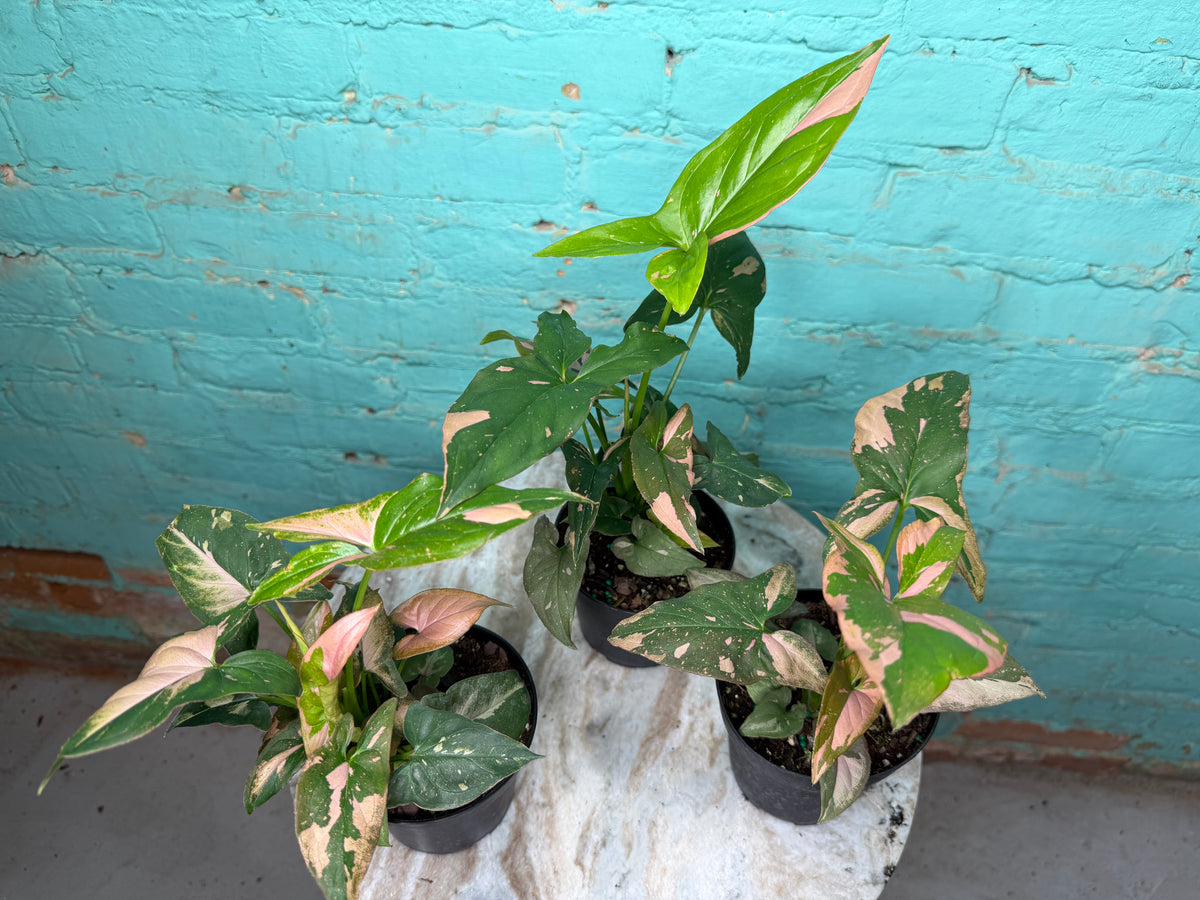 Syngonium Pink Splash 4”
