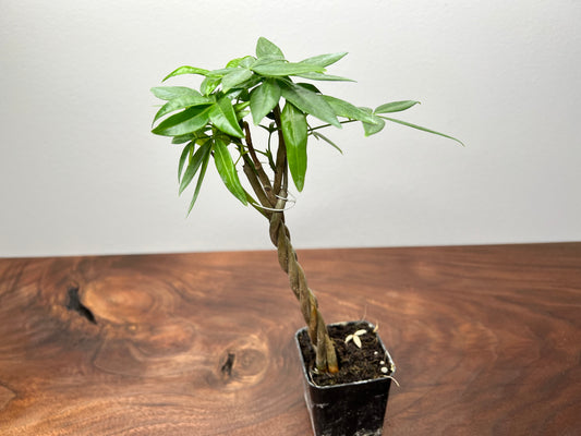 Money tree braided 3” bonsai