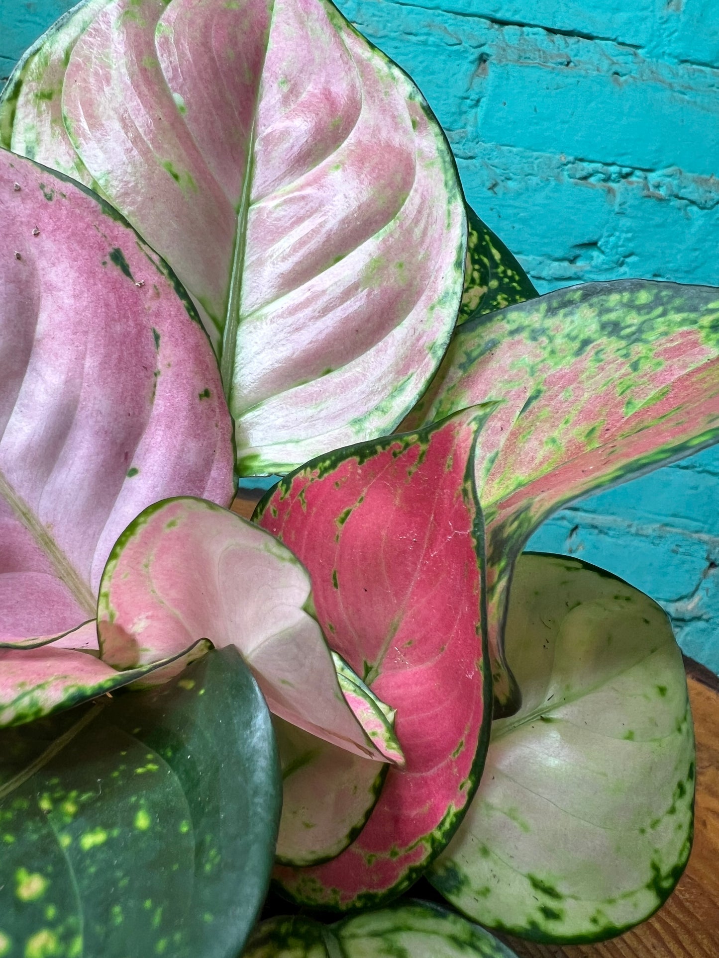 Aglaonema Wishes 4”
