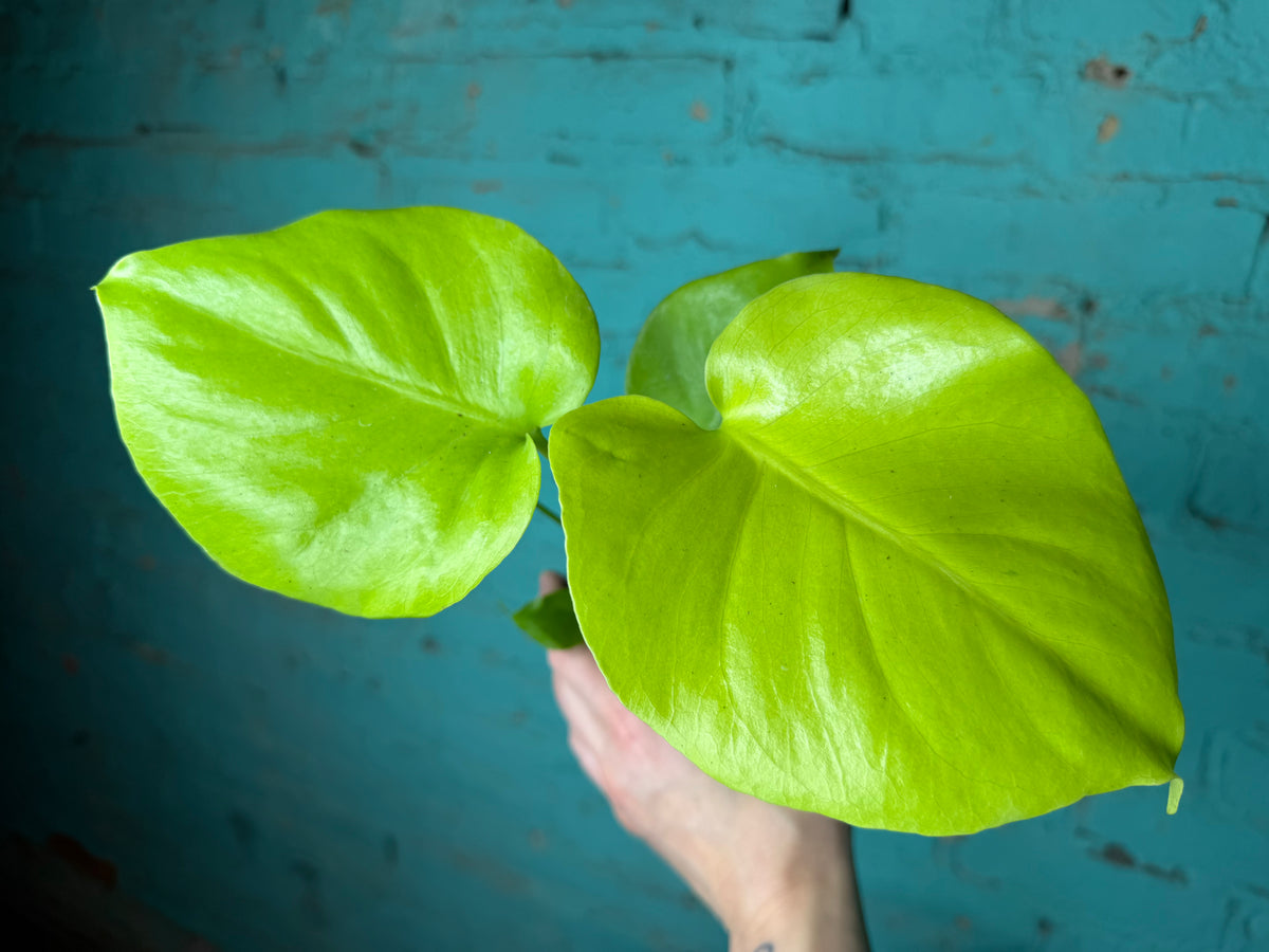 Monstera Deliciosa ‘Lemon Lime’ 
4”