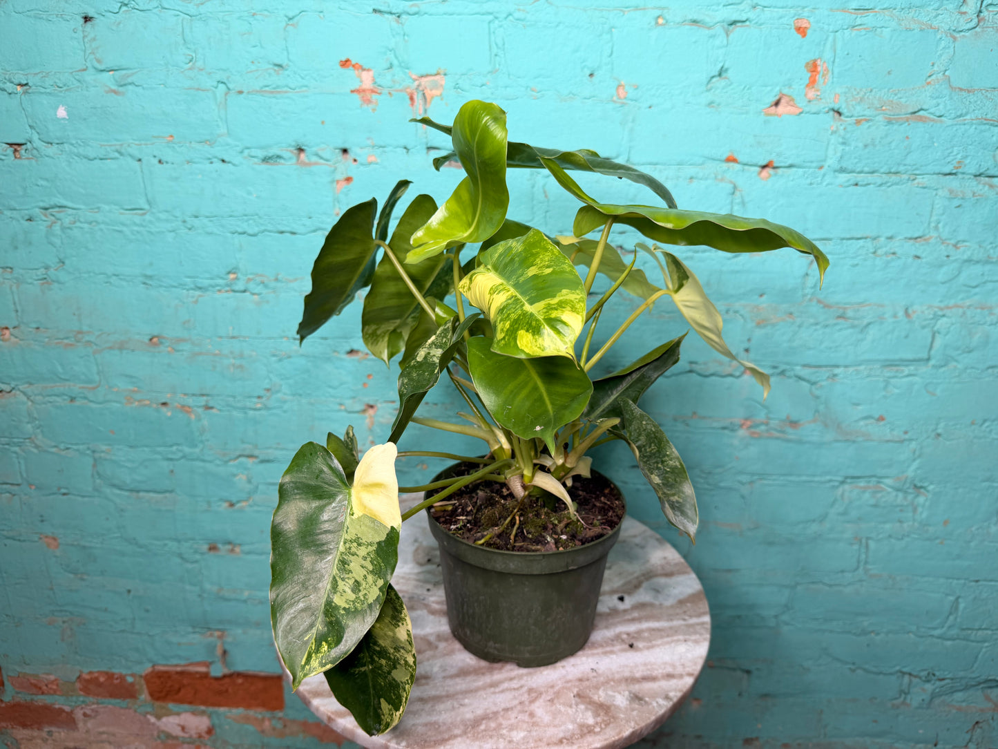 Philodendron Burle Marx Variegated 6”