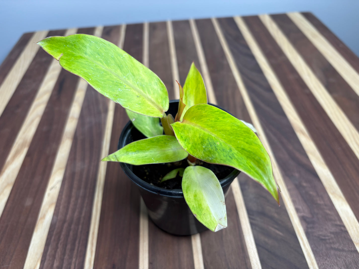 Philodendron Orange Marmalade