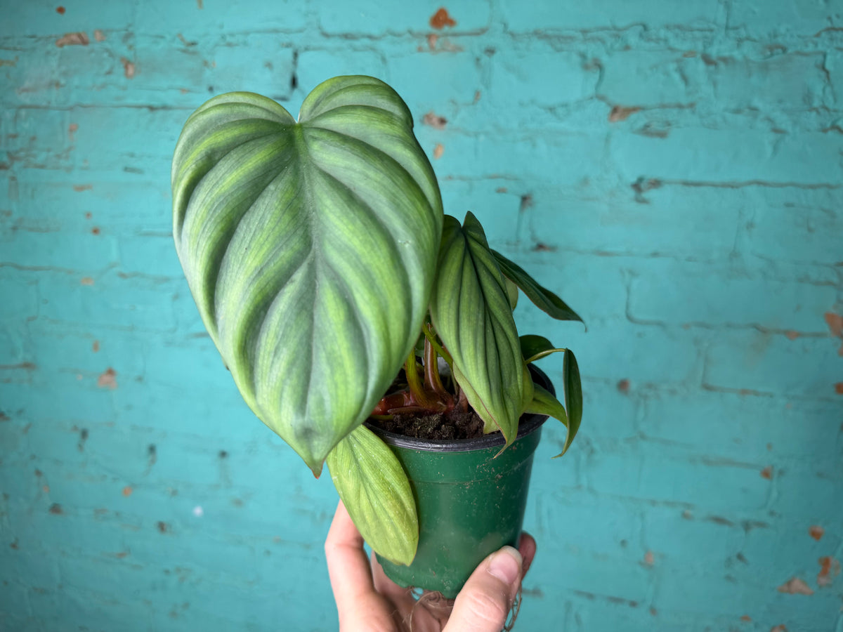 Philodendron Columbia 4”