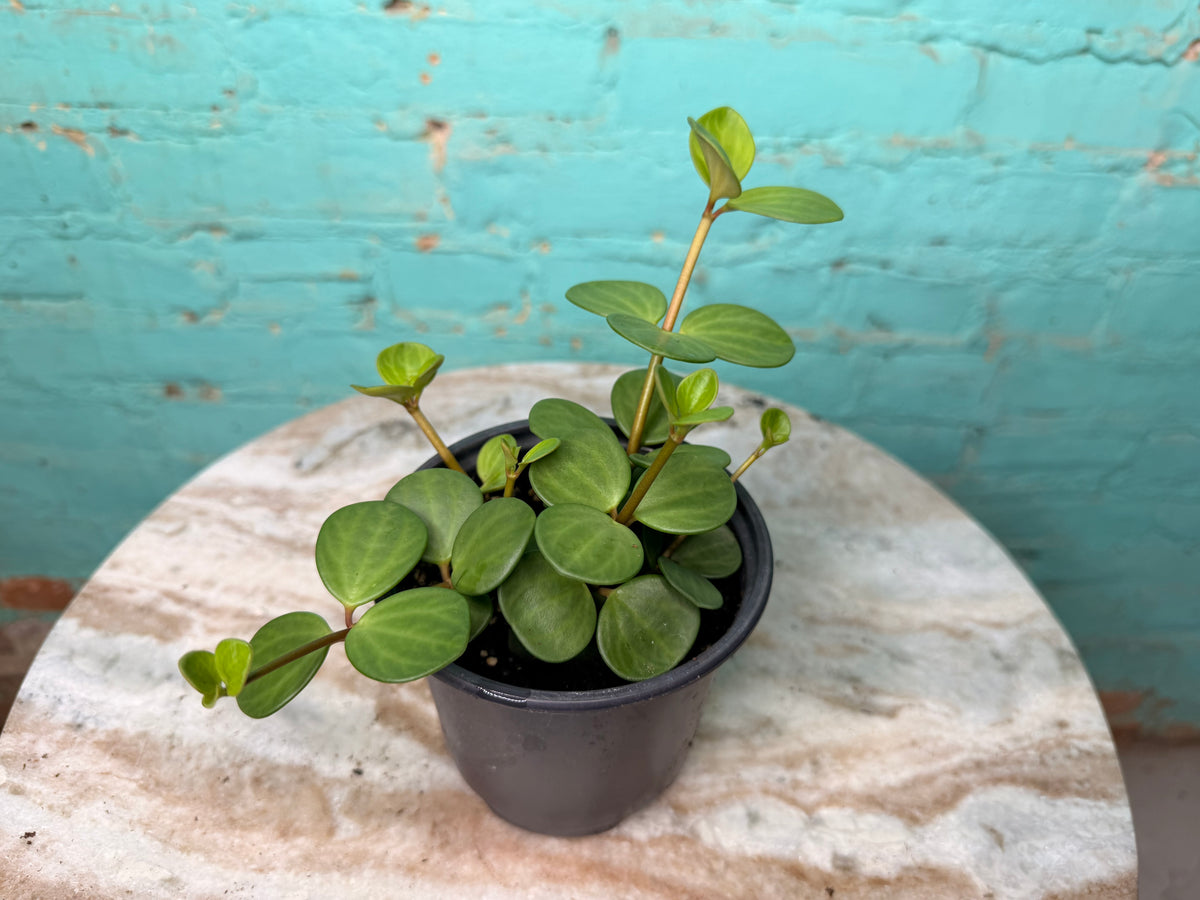Peperomia Hope 4”