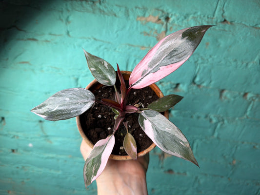 Philodendron Pink Marble Princess 4” (Clay)