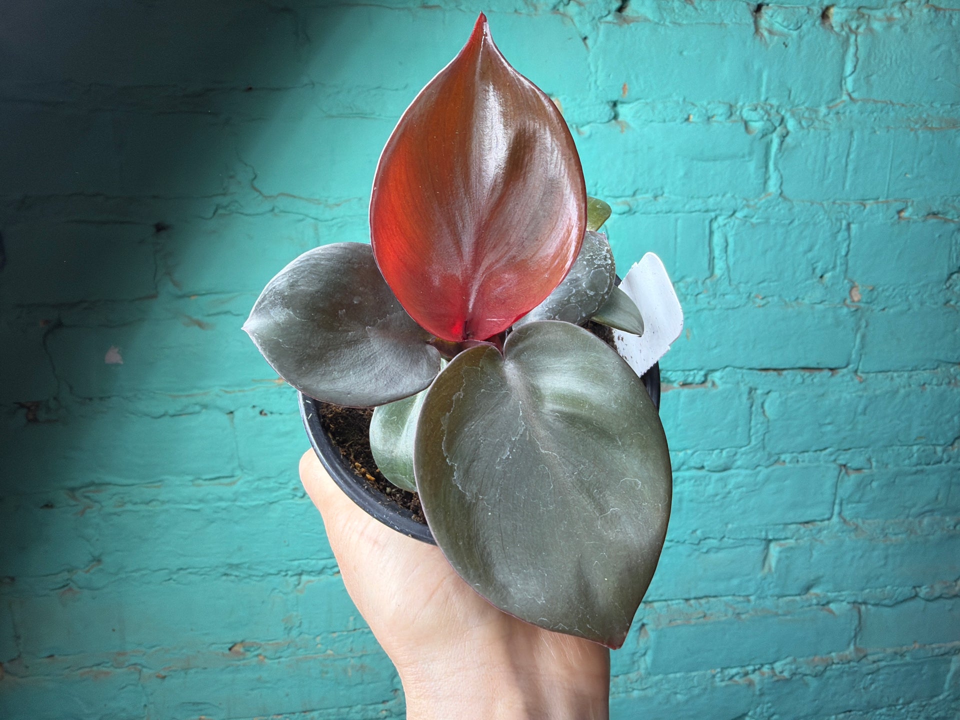 heartleaf philodendron loosing red heart-leaf Red Heart Philodendron - 4" Pot