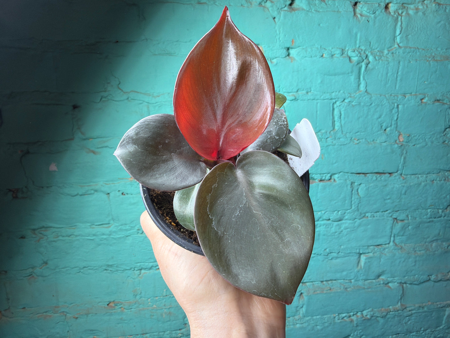 Philodendron “Red Heart” 4”