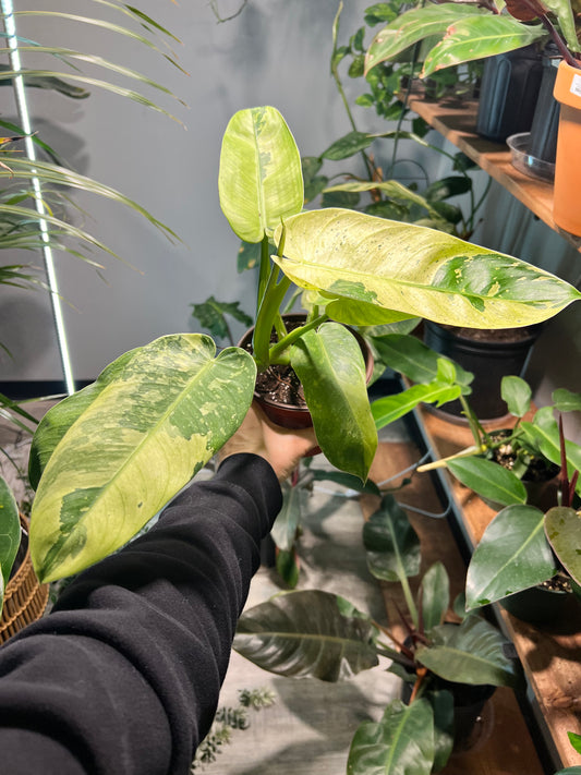 Philodendron Jose Buono Albo 6”