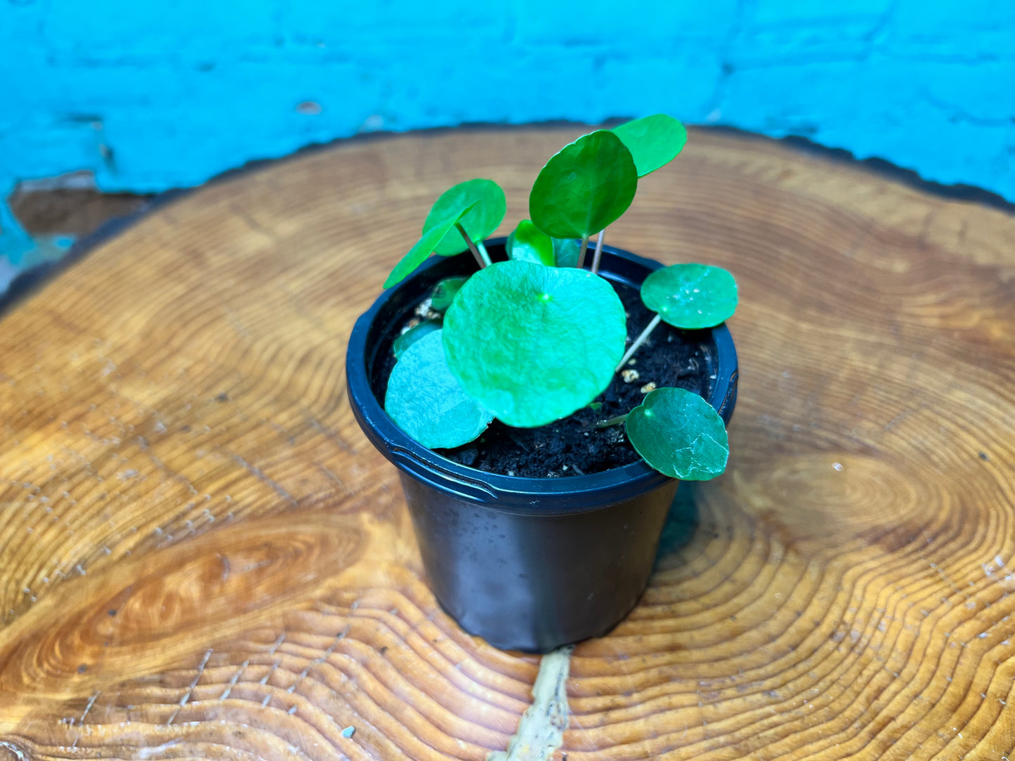 Pilea Peperomioides (4inch) Chinese Money Plant