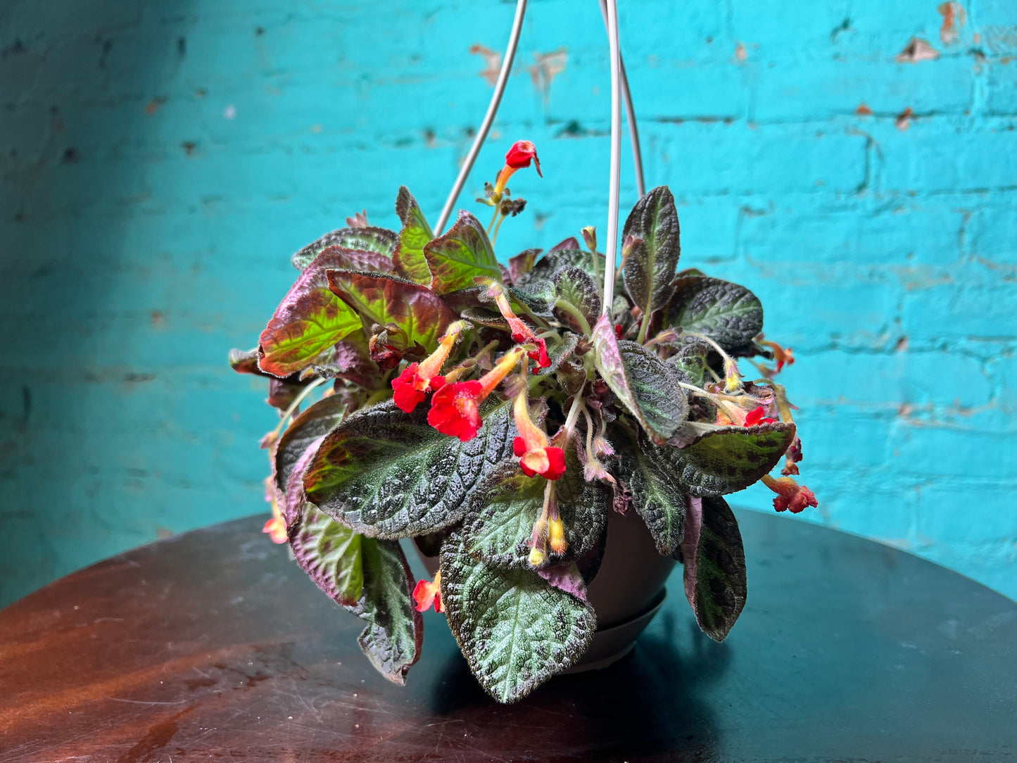 Episcia Cupreata-Flame Violet 6”