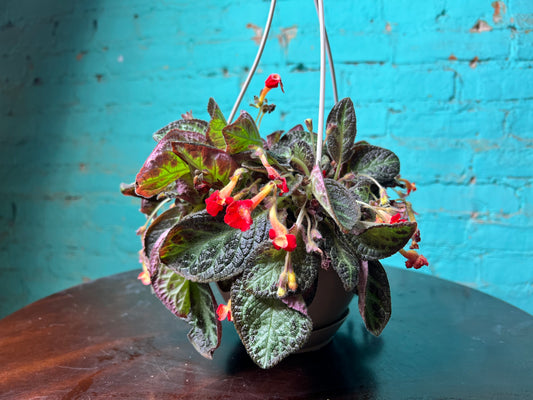 Episcia Cupreata-Flame Violet 6”