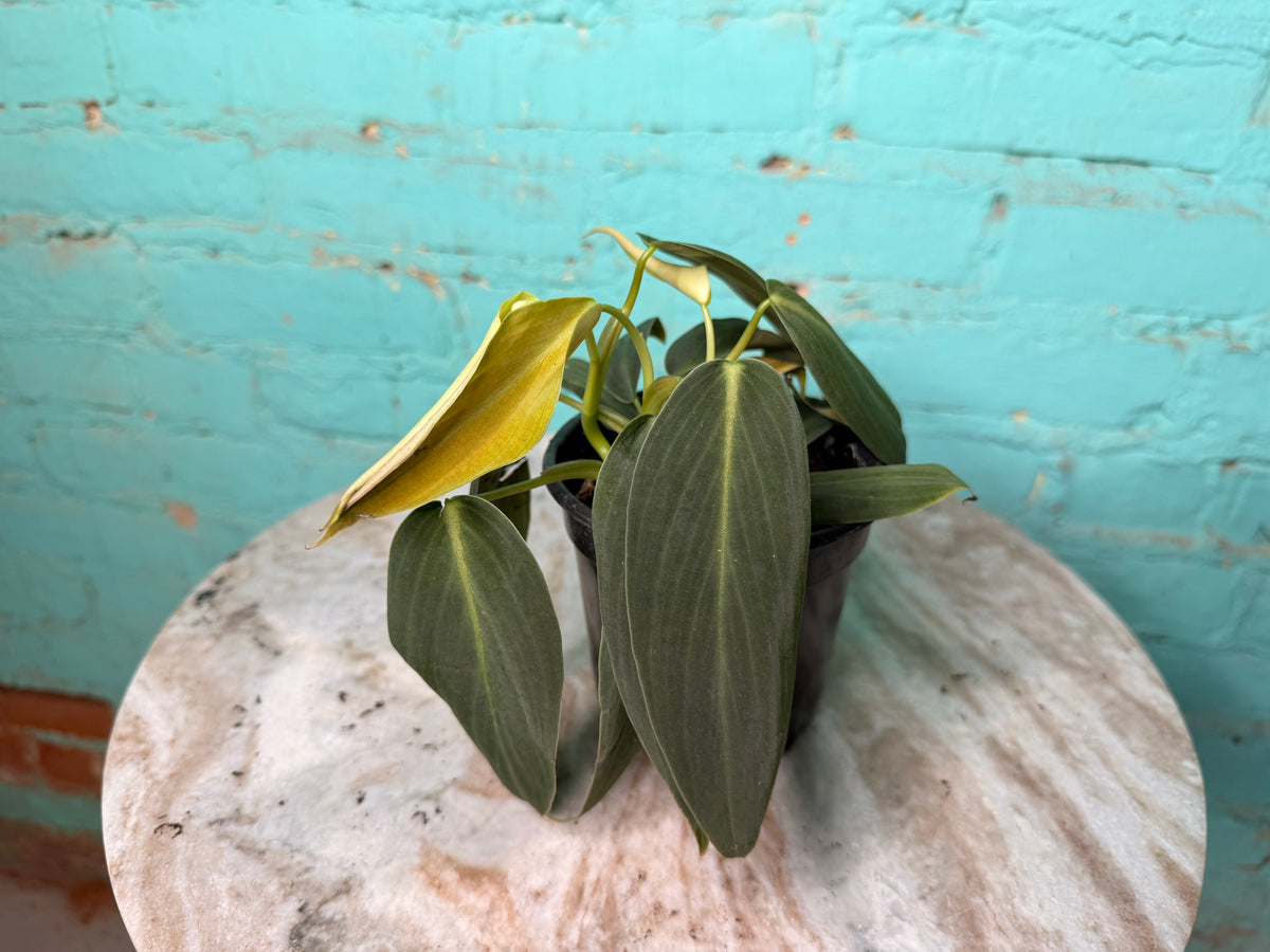 Philodendron Gigas 4”