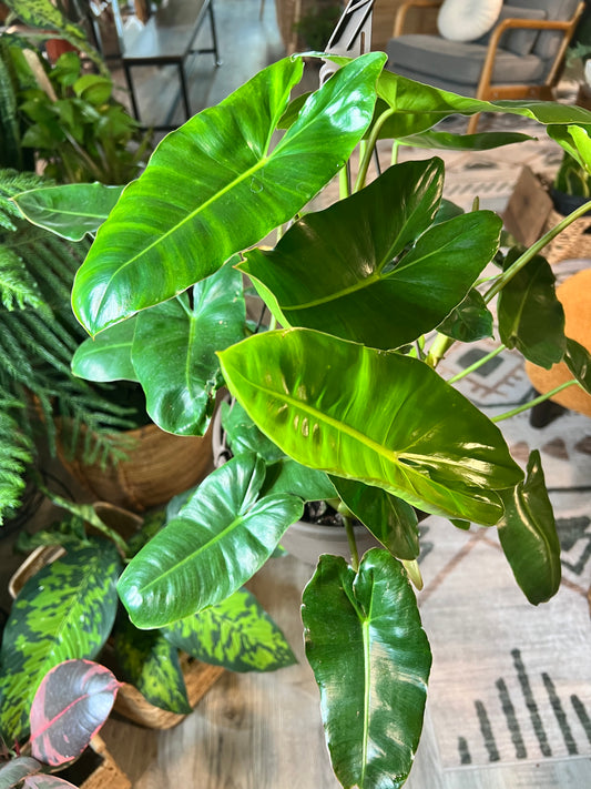 Philodendron Burle Marx 8” basket