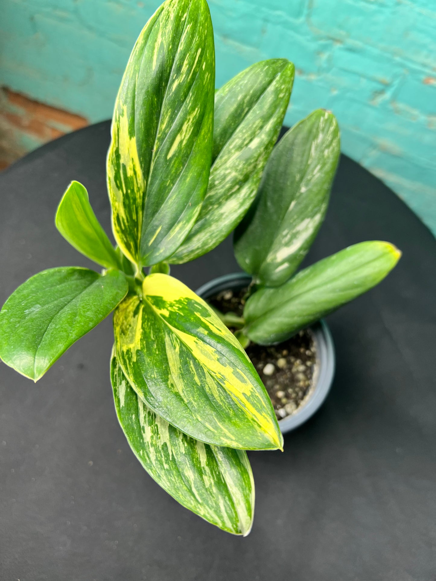 Monstera Standleyana Variegated