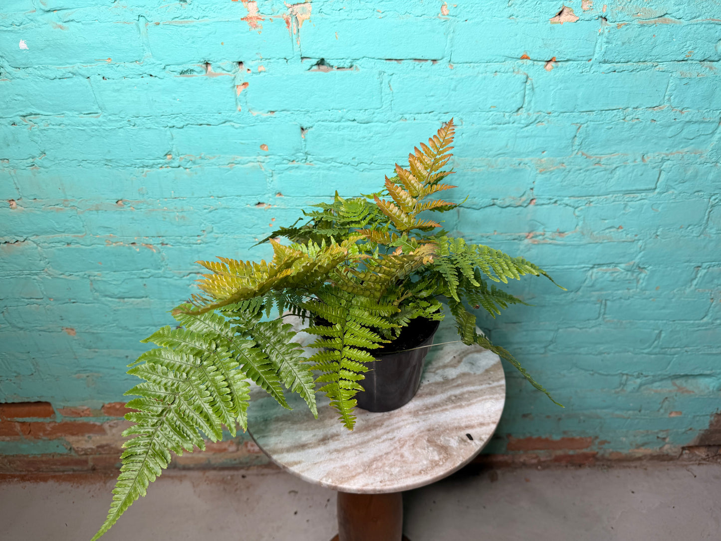 Autumn Fern 6”