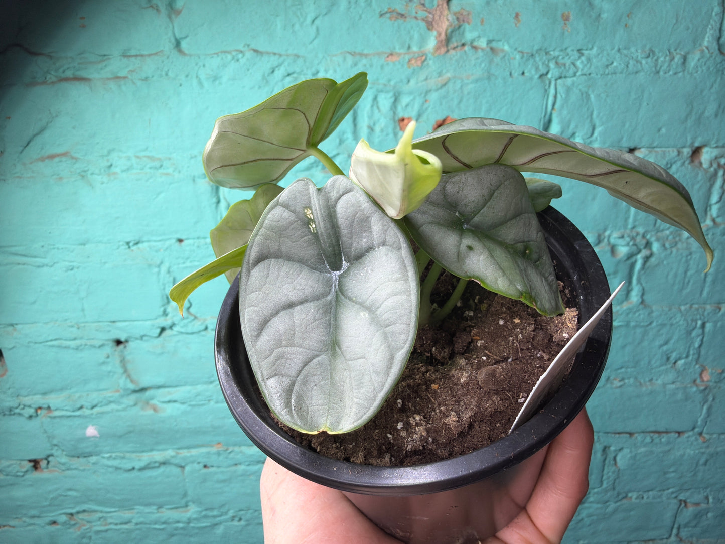 Alocasia Silver Dragon 4”