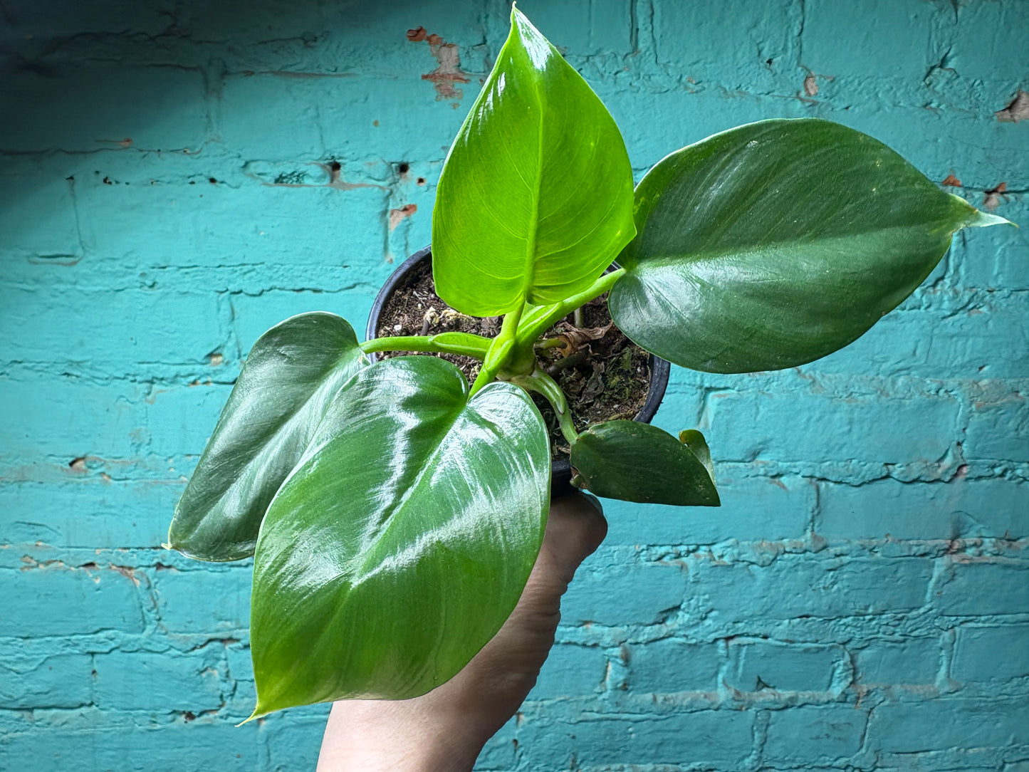 Philodendron Giganteum Green 4”