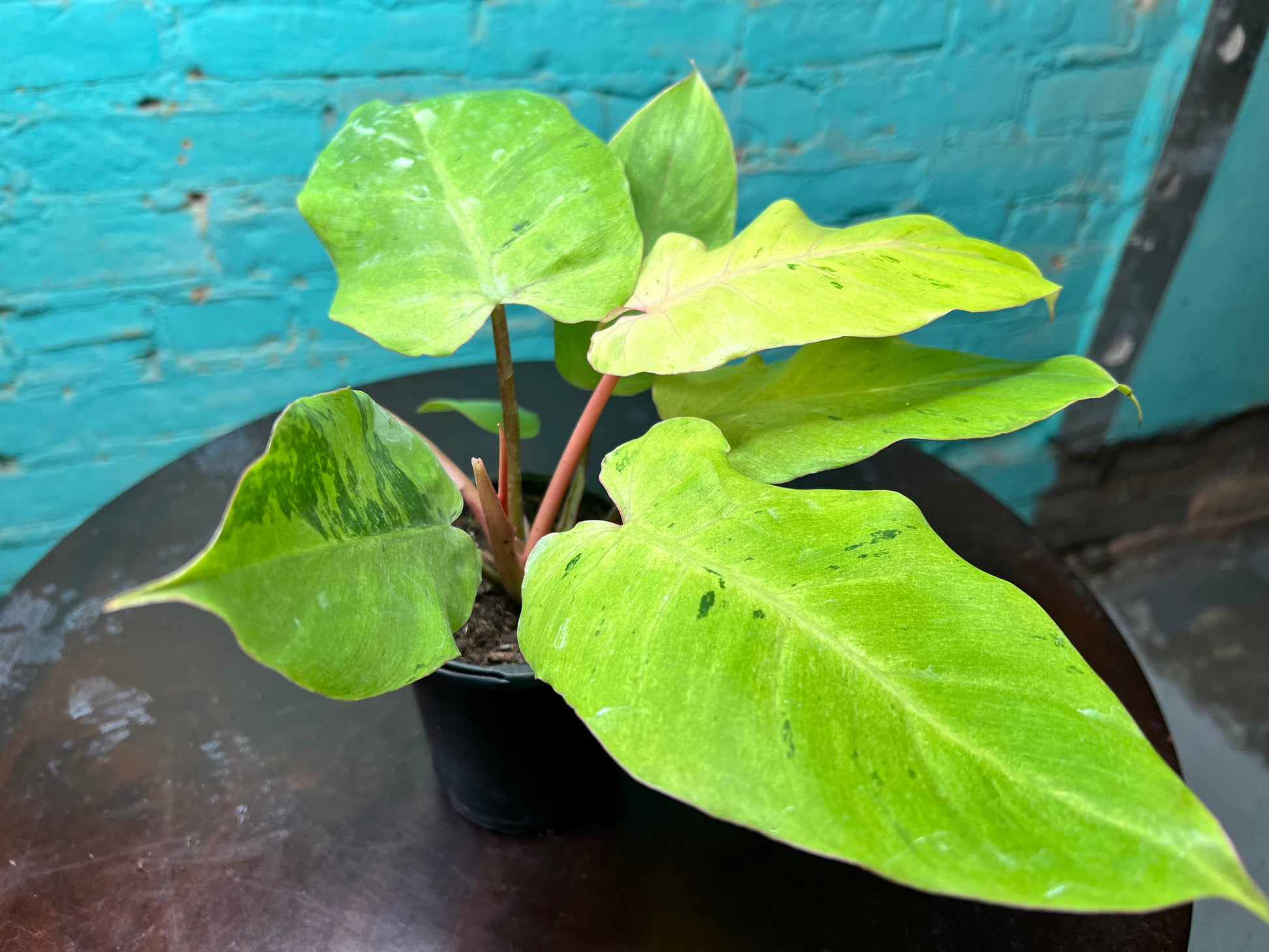 snowdrift philodendron mature Philodendron Snow Drift 4” – The Rooted Plant Shop