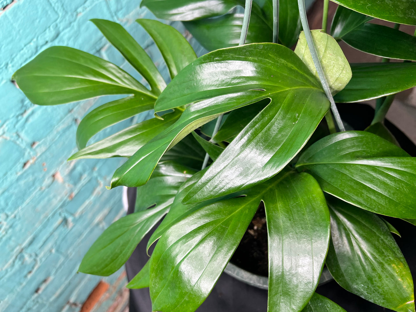 Rhaphidora Decursiva/Dragon Tail 8” basket