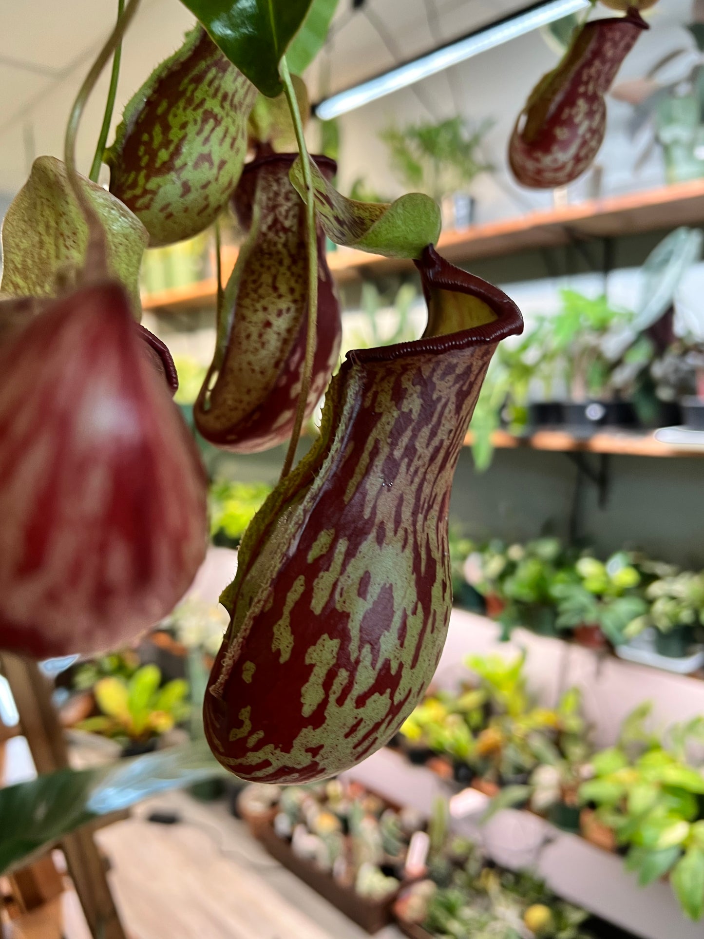 Pitcher Plant (6inch hanging basket)