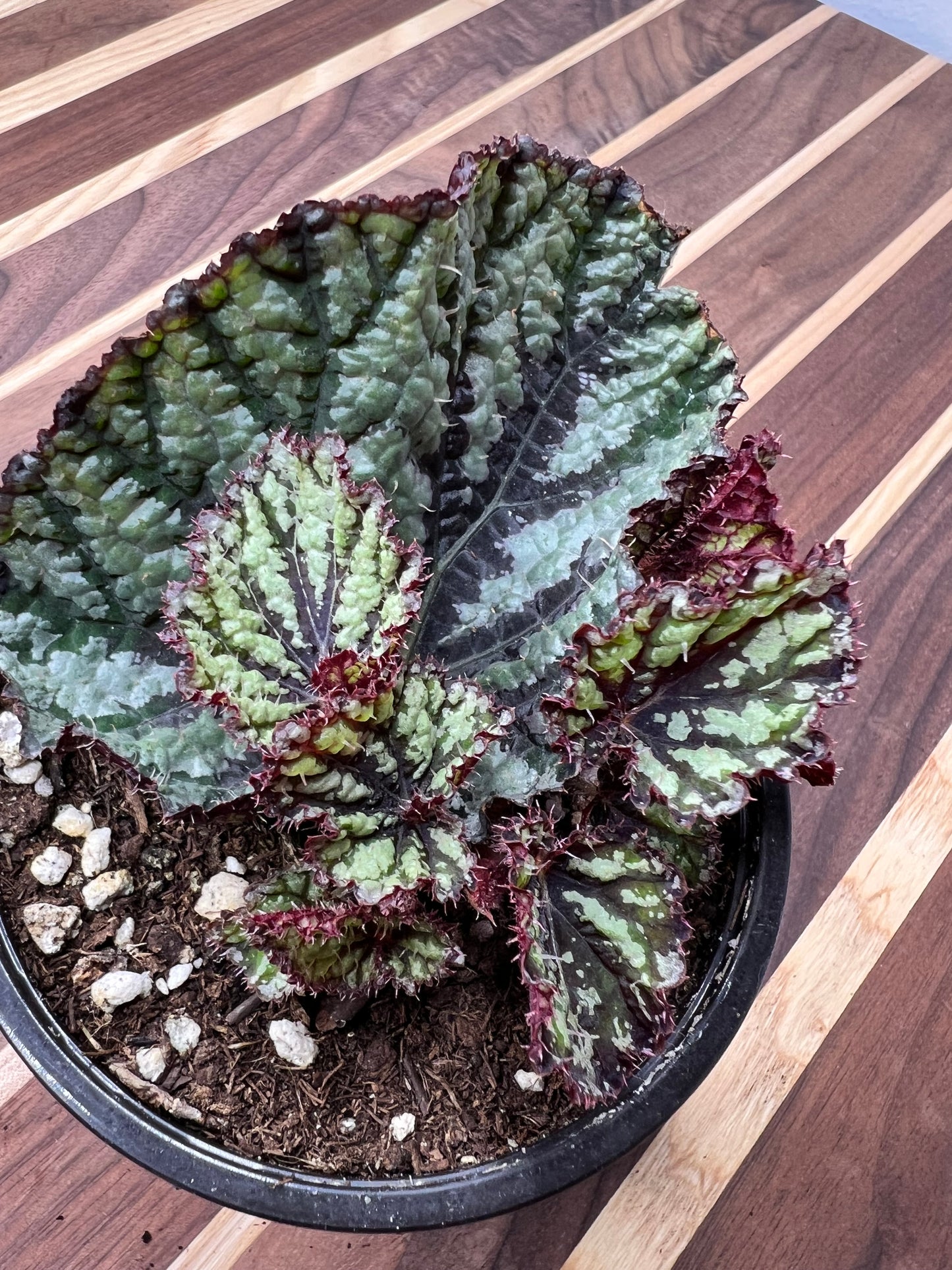 Begonia 'Pin Stripe’ 4”