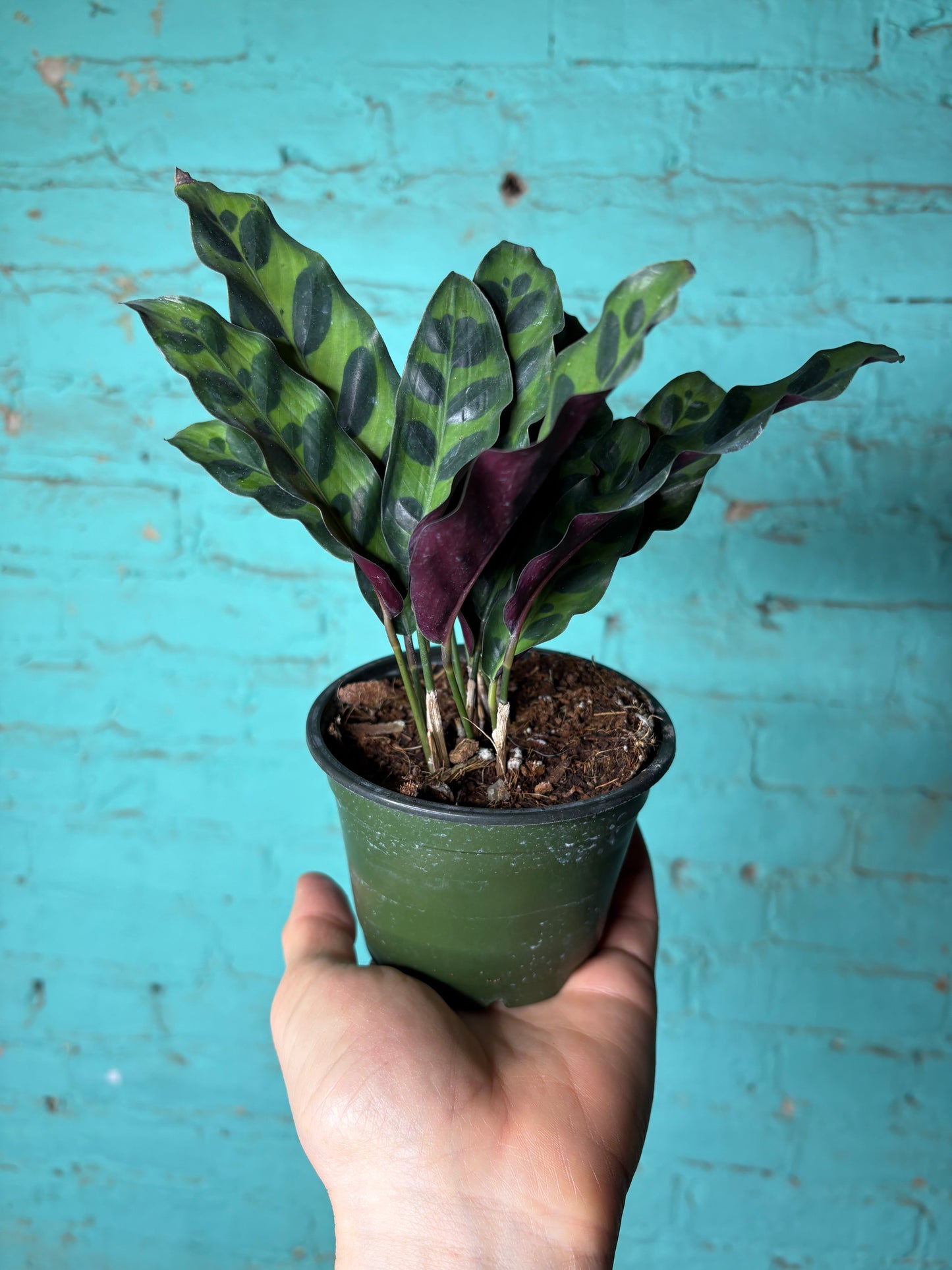 Calathea Rattle Snake 4”