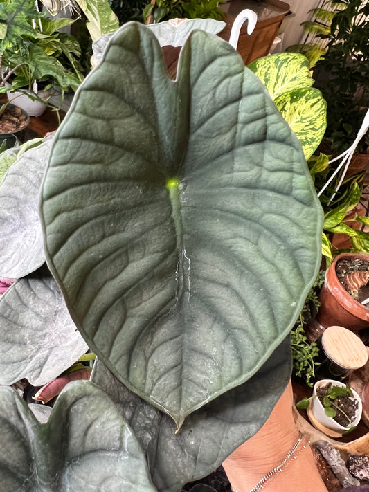 Alocasia Nebula