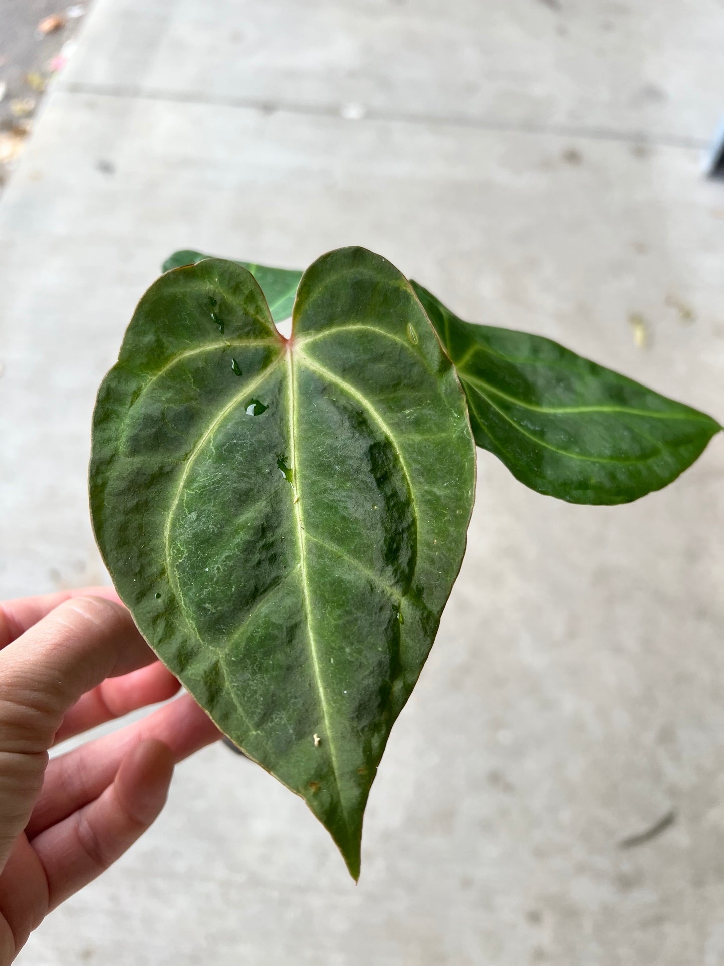 Anthurium- Magnificum X Crystallinum