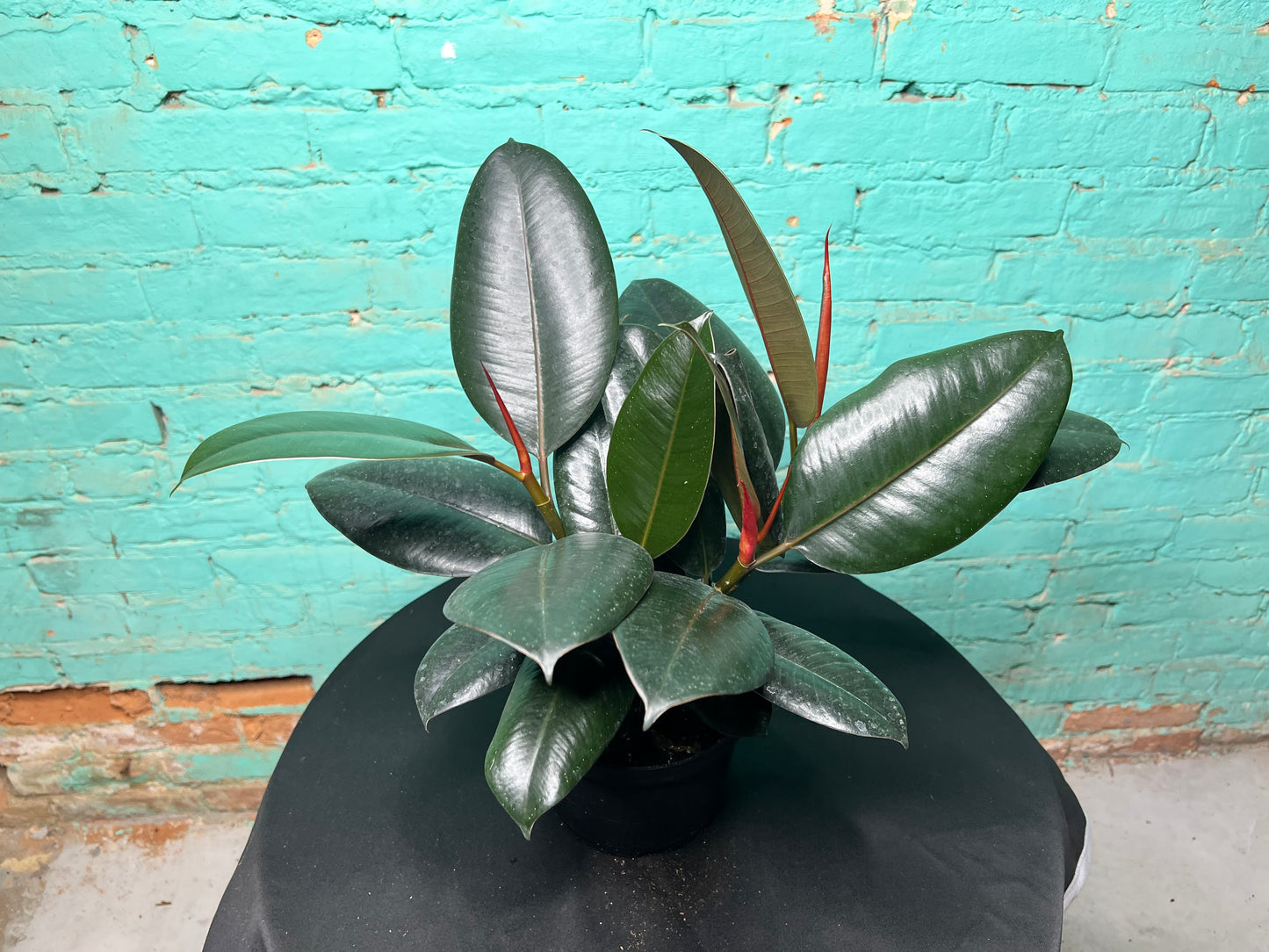 Ficus Elastica- Rubber Tree burgundy 6”