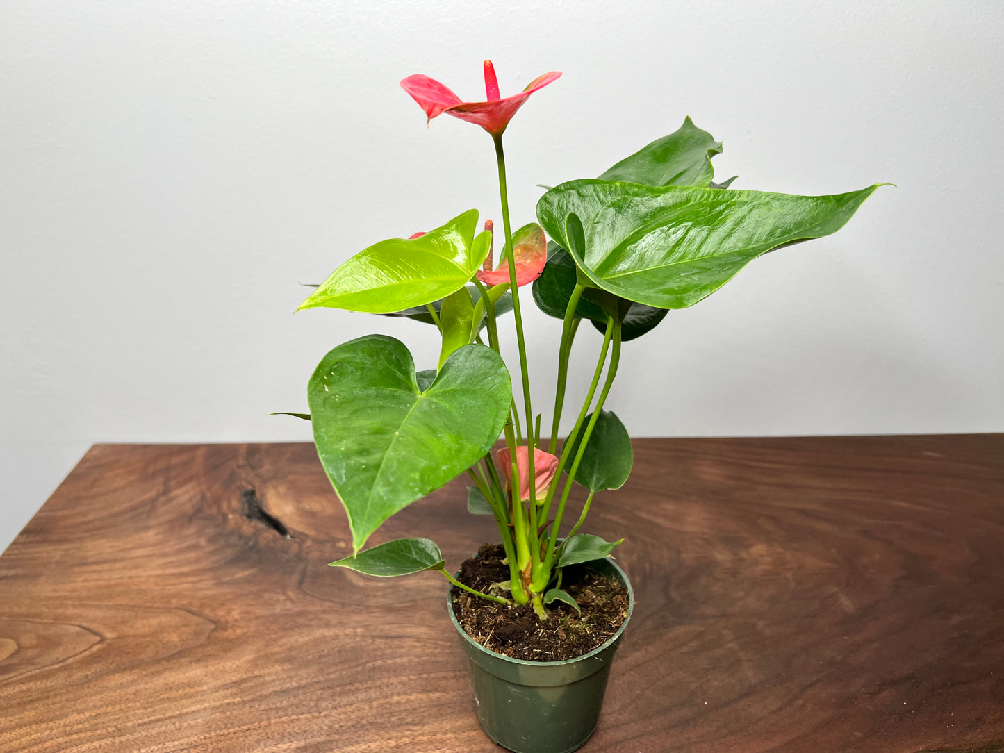 Anthurium 4”